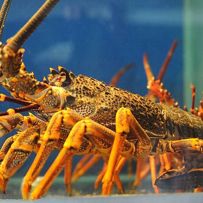 有沒有更多種類的龍蝦圖片？，全球多種大龍蝦品種介紹