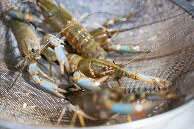 有沒有更多種類的龍蝦圖片？，全球多種大龍蝦品種介紹