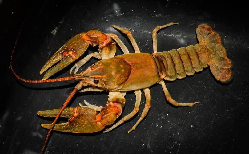 有沒有更多種類的龍蝦圖片？，全球多種大龍蝦品種介紹