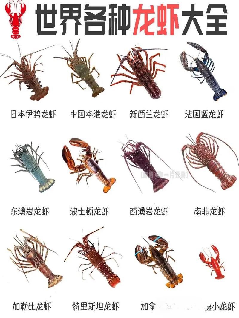 有沒有更多種類的龍蝦圖片？，全球多種大龍蝦品種介紹