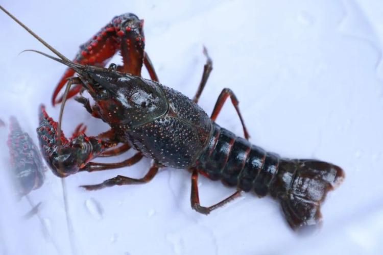 有沒有更多種類的龍蝦圖片？，全球多種大龍蝦品種介紹