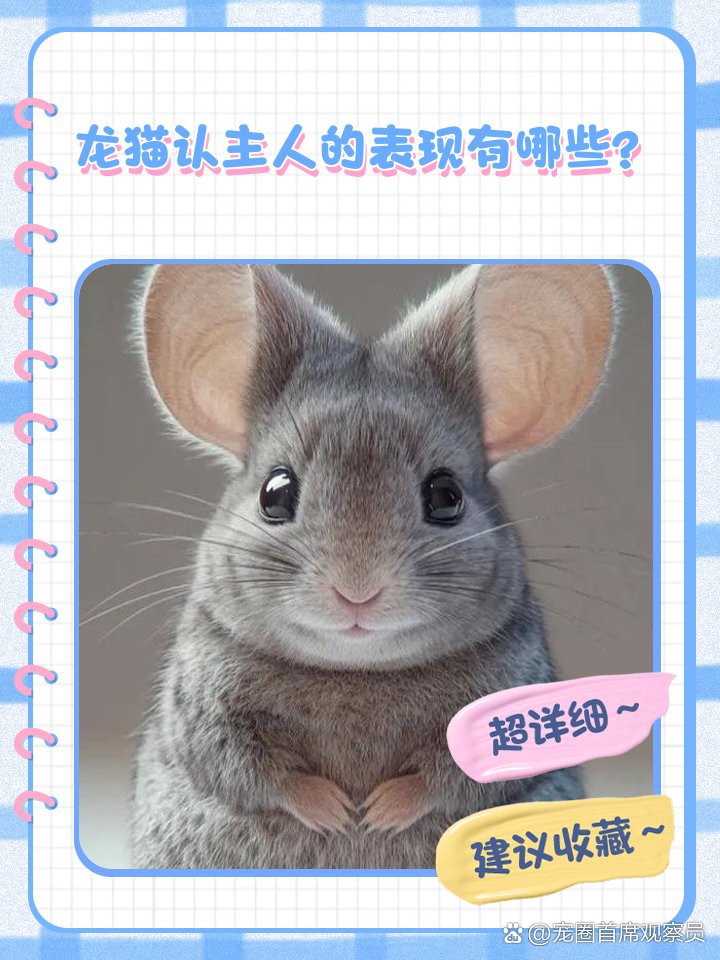 如何判斷龍貓是否認主人？，如何判斷龍貓是否認主人