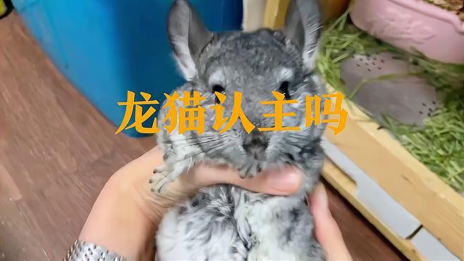 如何判斷龍貓是否認主人？，如何判斷龍貓是否認主人