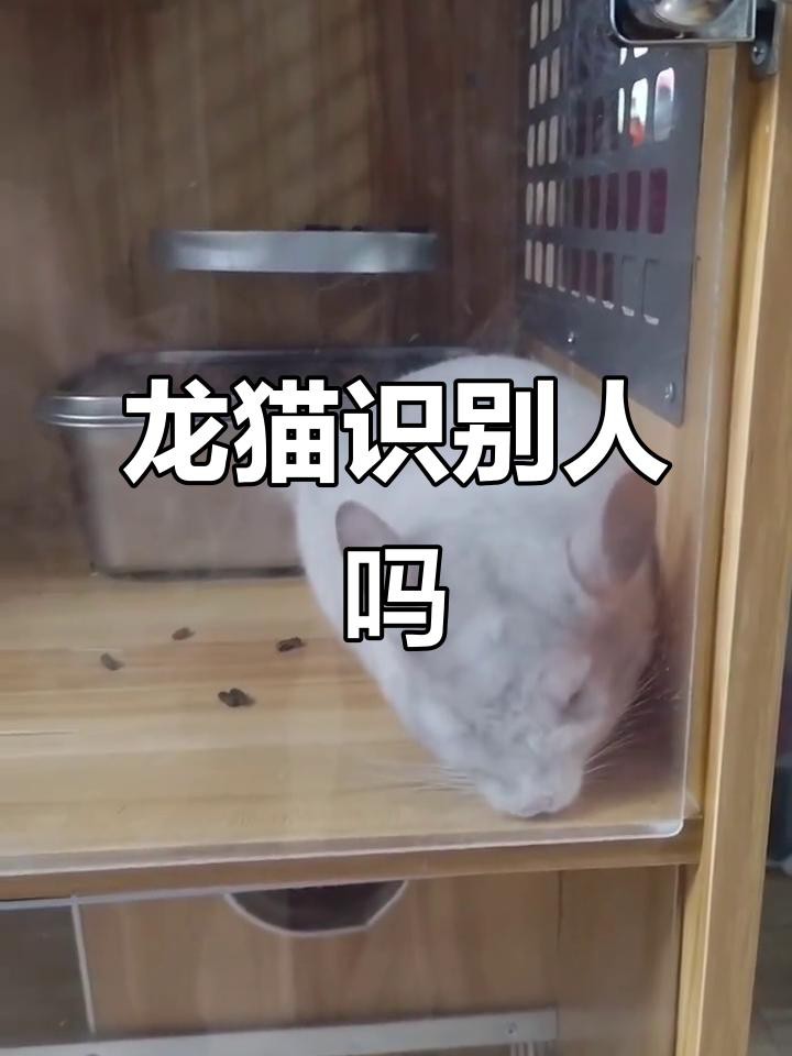 如何判斷龍貓是否認主人？，如何判斷龍貓是否認主人