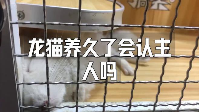 如何判斷龍貓是否認主人？，如何判斷龍貓是否認主人