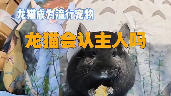 如何判斷龍貓是否認主人？，如何判斷龍貓是否認主人