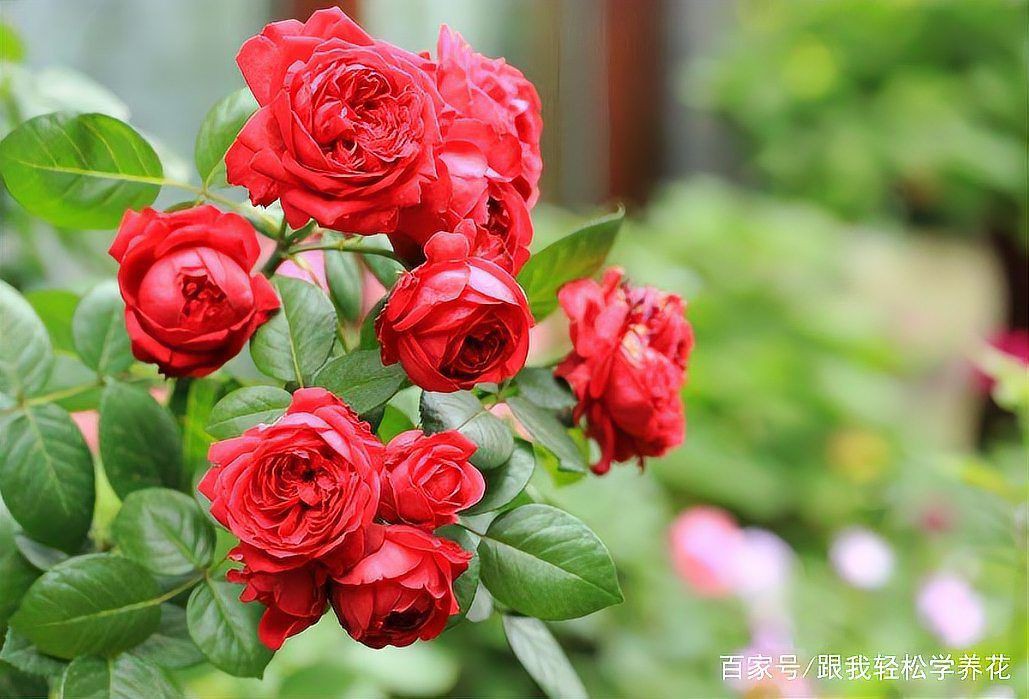 紅龍月季的最佳種植季節是什么時候？，夏天養月季，養棵“紅色龍沙寶石”吧，耐熱又抗病
