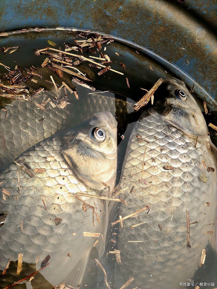 十大公認最好鯽魚餌料，2025年十大公認最佳鯽魚餌料排行榜