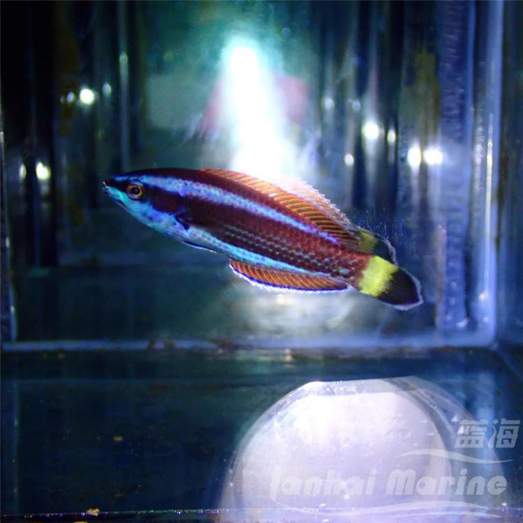 澤當龍魚店，澤當龍魚店有哪些特色品種