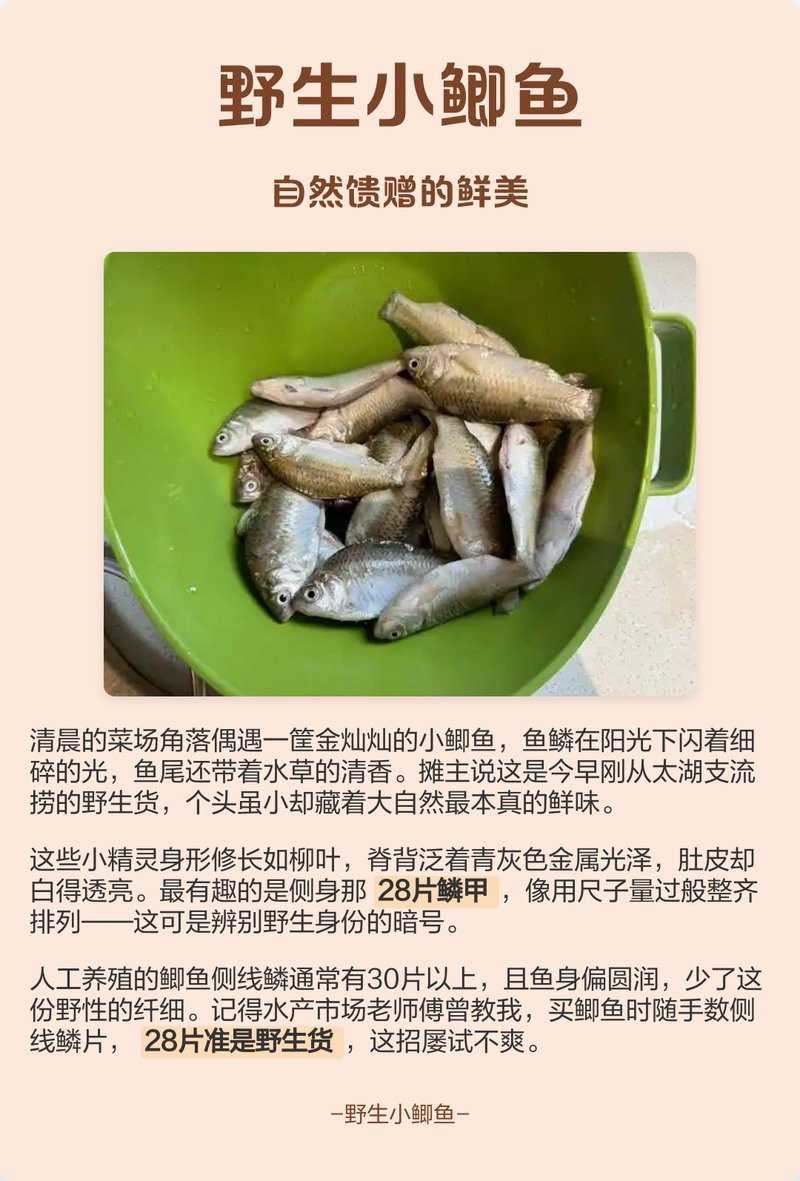農村常見的野生魚小魚，山東農村常見野生小草魚的生態價值和鄉土甜\