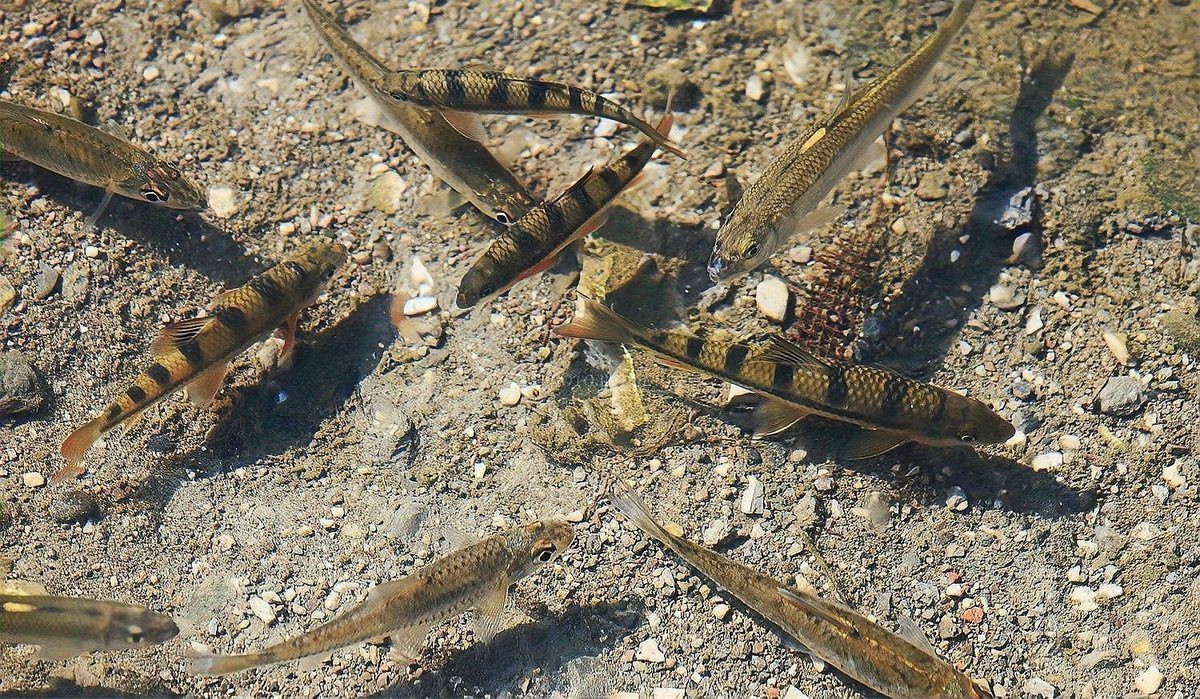 農村常見的野生魚小魚，山東農村常見野生小草魚的生態價值和鄉土甜\