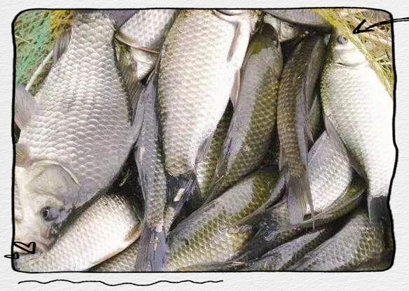 農村常見的野生魚小魚，山東農村常見野生小草魚的生態價值和鄉土甜\