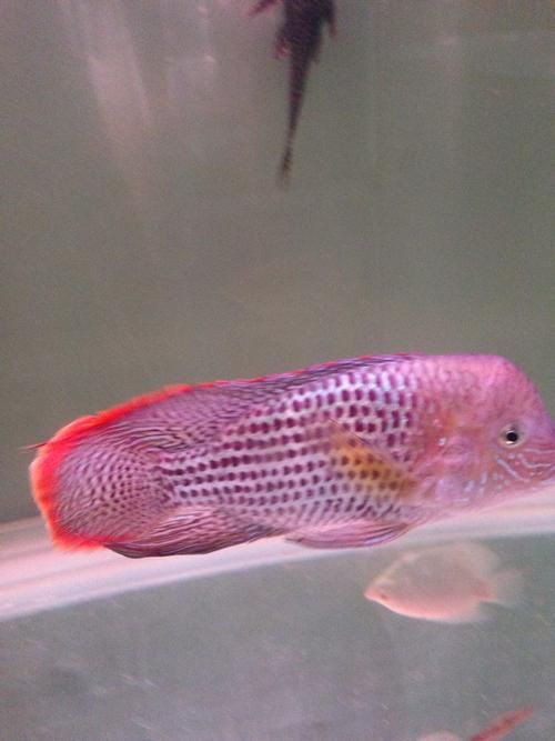 紅尾皇冠魚公母區別圖片，如何區分紅尾皇冠魚的公母？