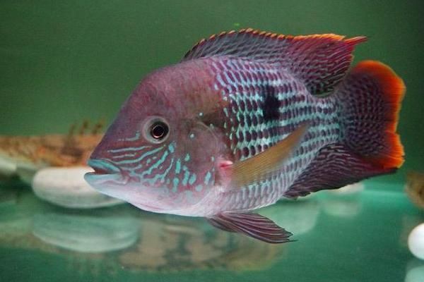 紅尾皇冠魚公母區別圖片，如何區分紅尾皇冠魚的公母？