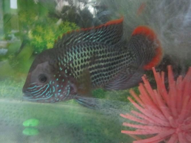 紅尾皇冠魚公母區別圖片，如何區分紅尾皇冠魚的公母？