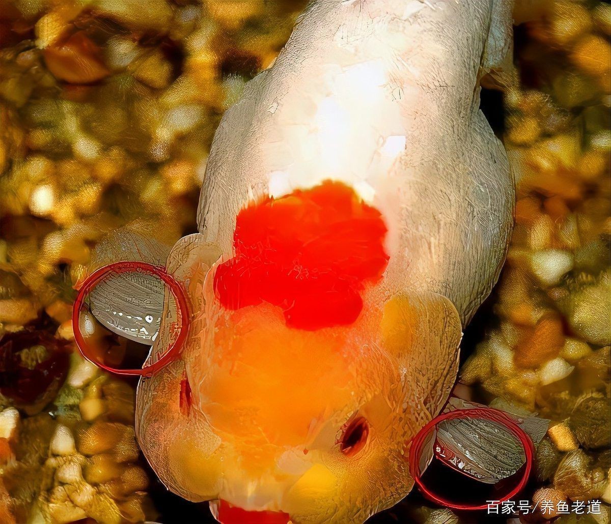 紅尾皇冠魚公母區別圖片，如何區分紅尾皇冠魚的公母？