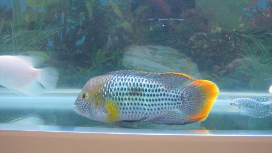 紅尾皇冠魚公母區別圖片，如何區分紅尾皇冠魚的公母？