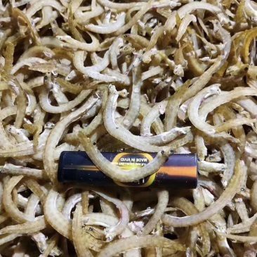 鳳魚多少錢，中國養殖網，鳳魚價格、批發報價、價格大全-阿里巴巴1688