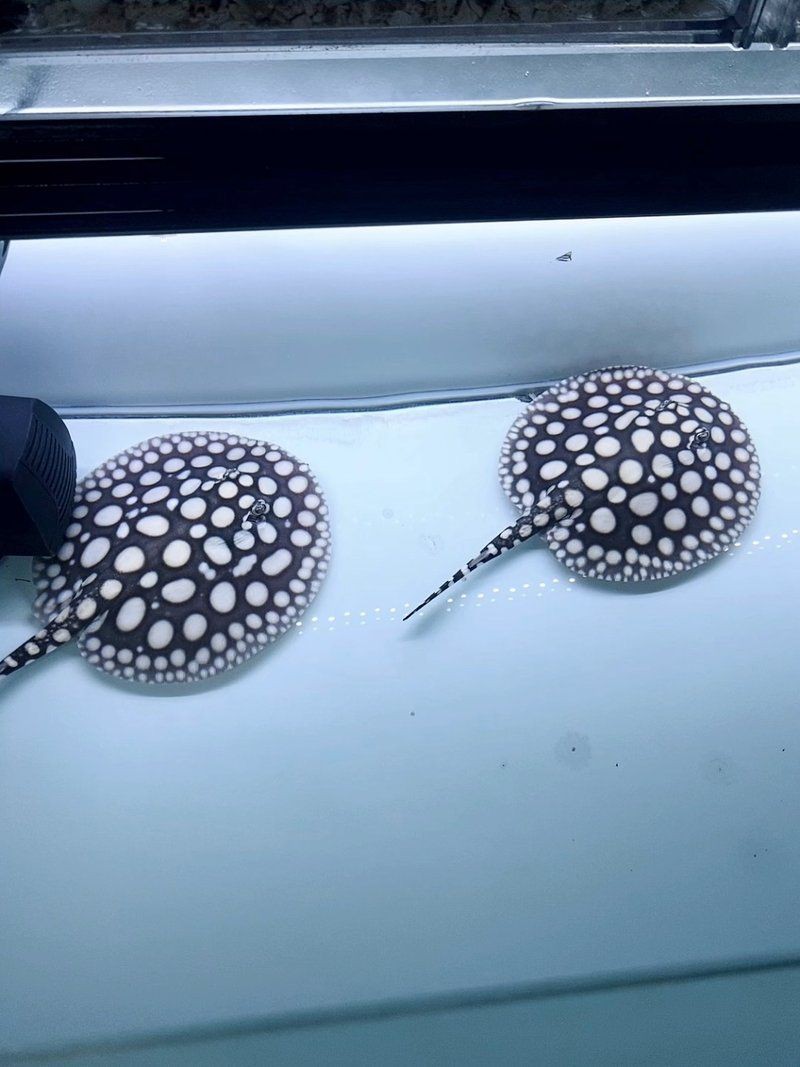 皇冠魟魚難不難養，皇冠魟魚的飼養要點