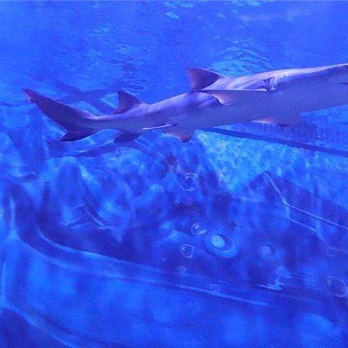 托克托水族店