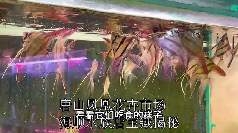 灤南水族店，唐山灤南縣擁有多家特色水族店鋪為當地居民及愛好者提供豐富選擇