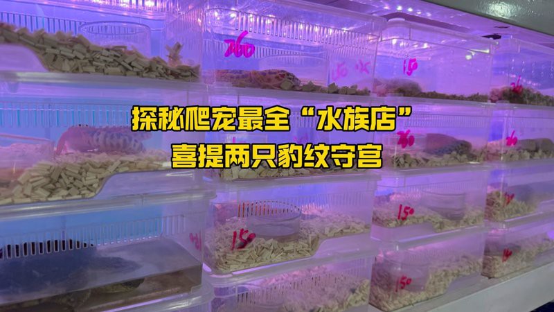 灤南水族店，唐山灤南縣擁有多家特色水族店鋪為當地居民及愛好者提供豐富選擇