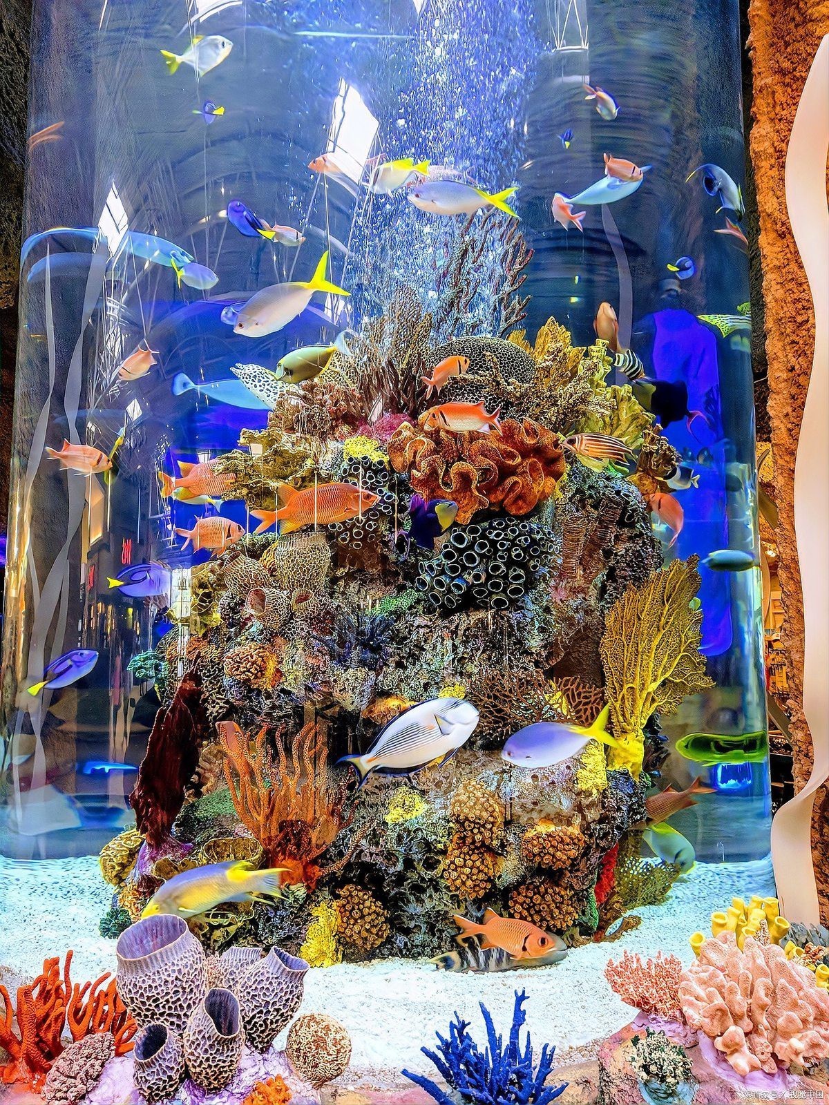 三間魚為什么容易死，三間魚養護經驗