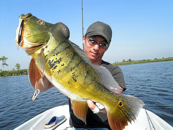 皇帝魚為什么叫皇帝魚，“皇帝魚”的由來