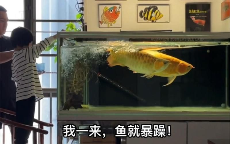 紅龍魚多久才會認主人？，紅龍魚養久了會認主人嗎寵物健康師龍魚養久了會認主人嗎