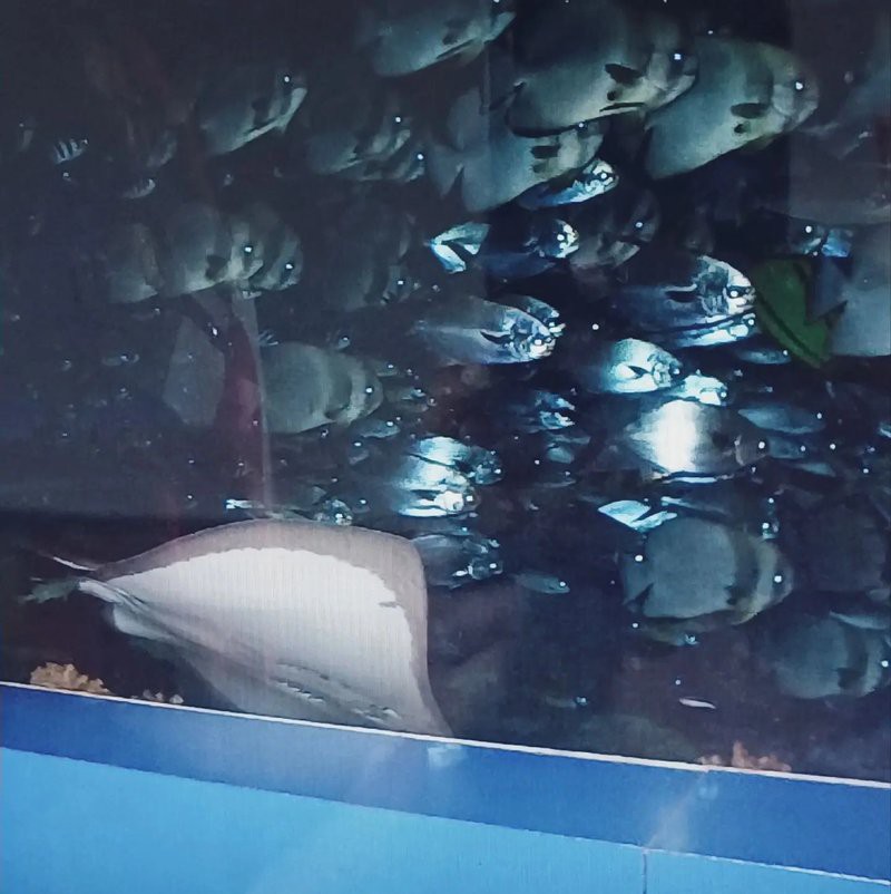 撫順縣水族店，撫順縣水族店聯系方式