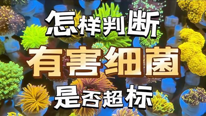 海水魚細菌感染的癥狀有哪些？，《海水魚細菌感染的癥狀》