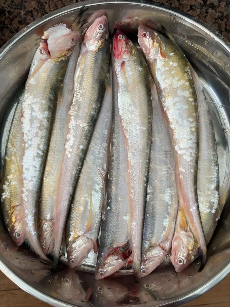 刀魚品種大全大圖，刀魚是什么魚