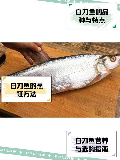 刀魚品種大全大圖，刀魚是什么魚