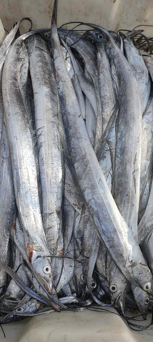 刀魚品種大全大圖，刀魚是什么魚