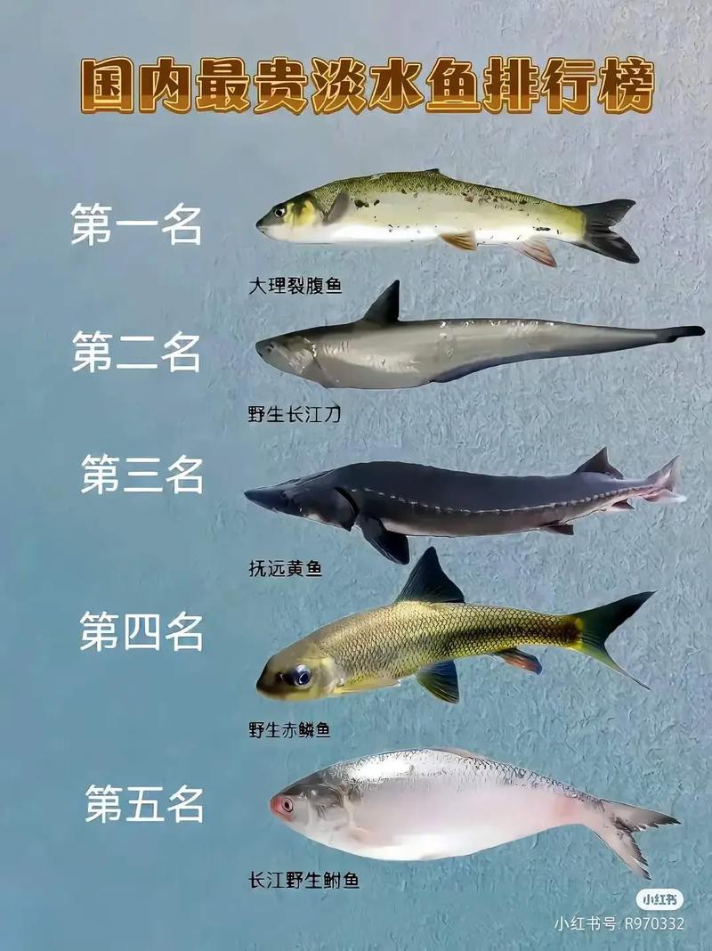 刀魚品種大全大圖，刀魚是什么魚