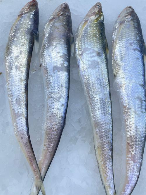 刀魚品種大全大圖，刀魚是什么魚