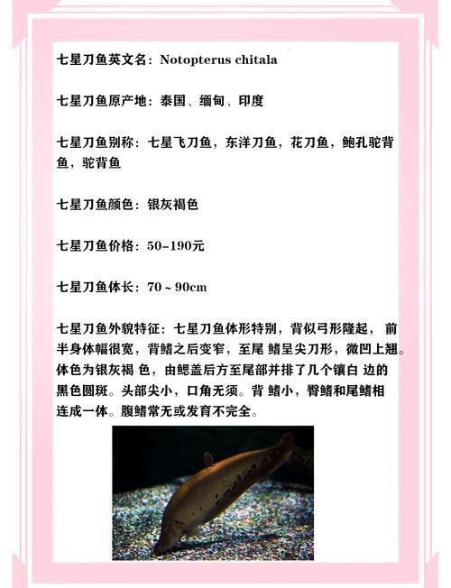 刀魚品種大全大圖，刀魚是什么魚
