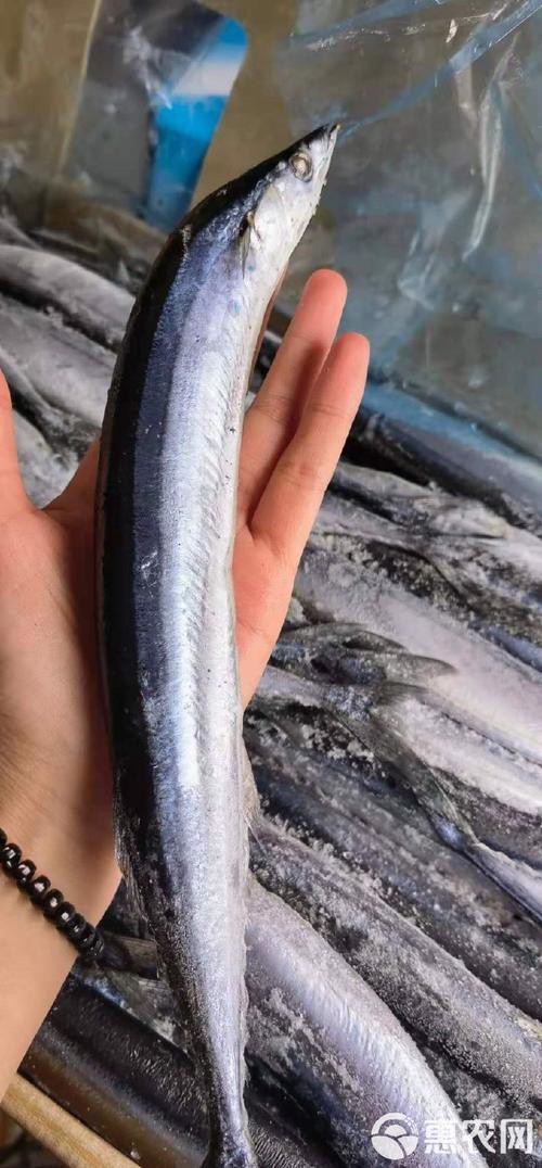 刀魚品種大全大圖，刀魚是什么魚