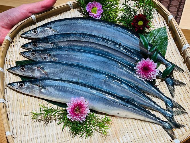 刀魚品種大全大圖，刀魚是什么魚