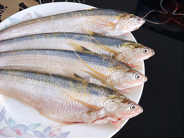 刀魚品種大全大圖，刀魚是什么魚