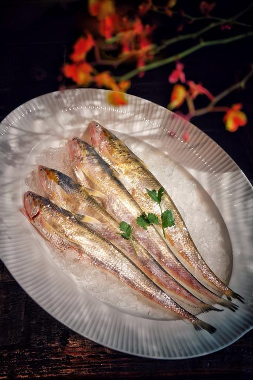 刀魚品種大全大圖，刀魚是什么魚