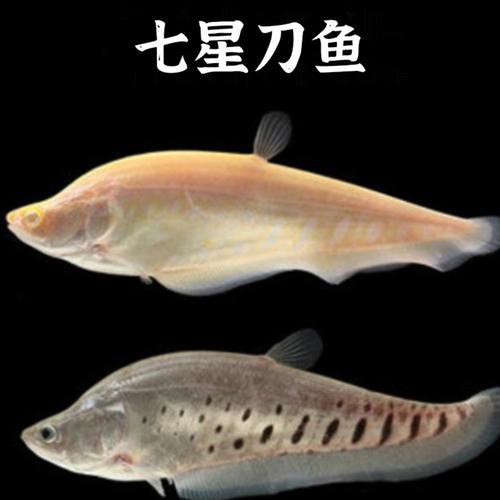 刀魚品種大全大圖，刀魚是什么魚