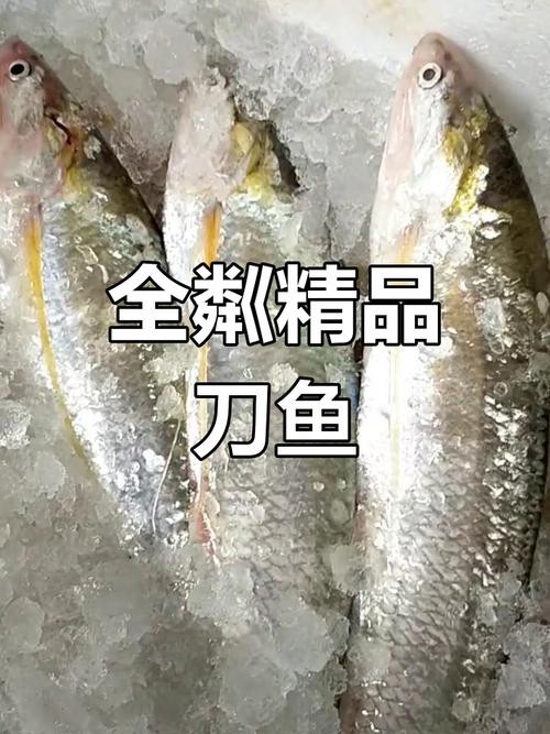 刀魚品種大全大圖，刀魚是什么魚