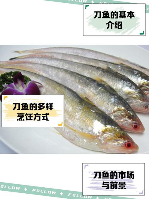 刀魚品種大全大圖，刀魚是什么魚