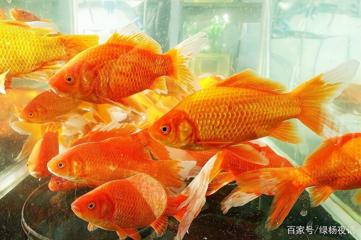 揚州魚缸批發(fā)市場，揚州魚缸批發(fā)市場發(fā)展現(xiàn)狀與趨勢分析