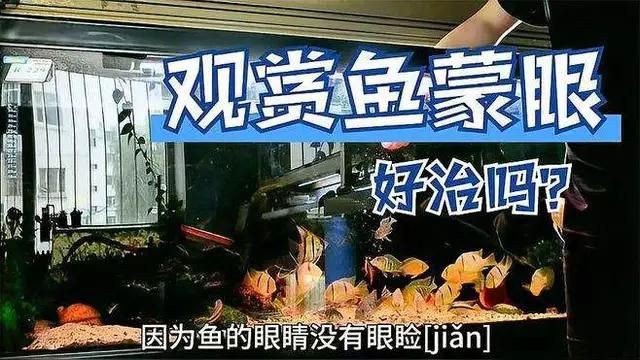 如何預防觀賞魚蒙眼病,如何預防觀賞魚蒙眼病,如何避免和治療方案 龍魚百科 第1張 如何預防觀賞魚蒙眼病,如何預防觀賞魚蒙眼病,如何避免和治療方案 如何預防觀賞魚蒙眼病,如何預防觀賞魚蒙眼病,如何避免和治療方案 龍魚百科 第1張