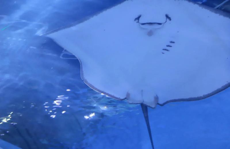 沙市水族店，沙市水族館的開放時間是如何 沙市水族店，沙市水族館的開放時間是如何 全國水族館企業名錄 第1張