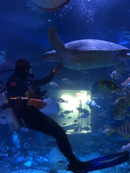 沙市水族店，沙市水族館的開放時間是如何 沙市水族店，沙市水族館的開放時間是如何 全國水族館企業名錄 第2張