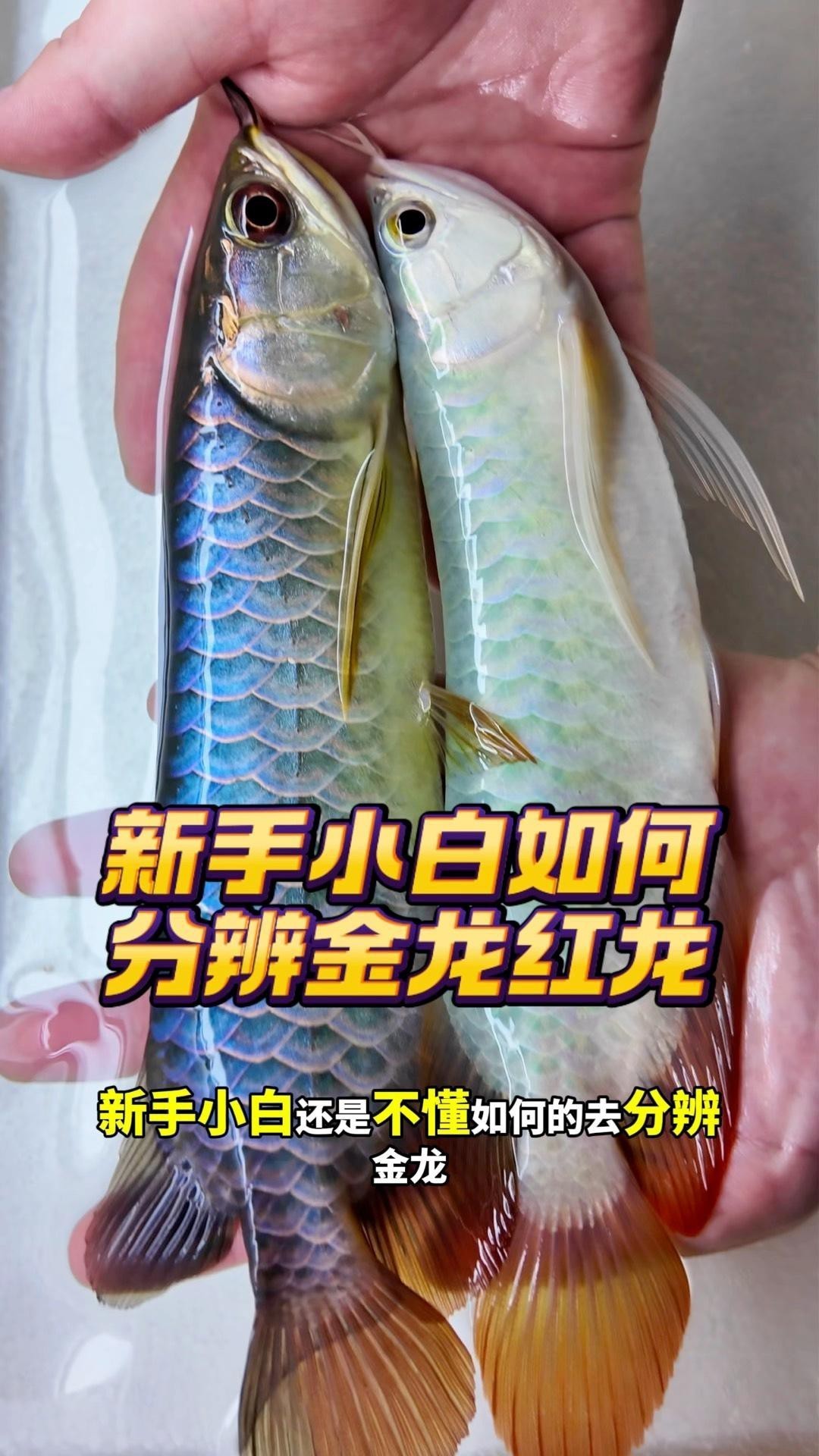 如何區分過背金龍和紅龍？，《如何區分過背金龍和紅龍》在觀賞魚領域準確辨別過背金龍與紅龍