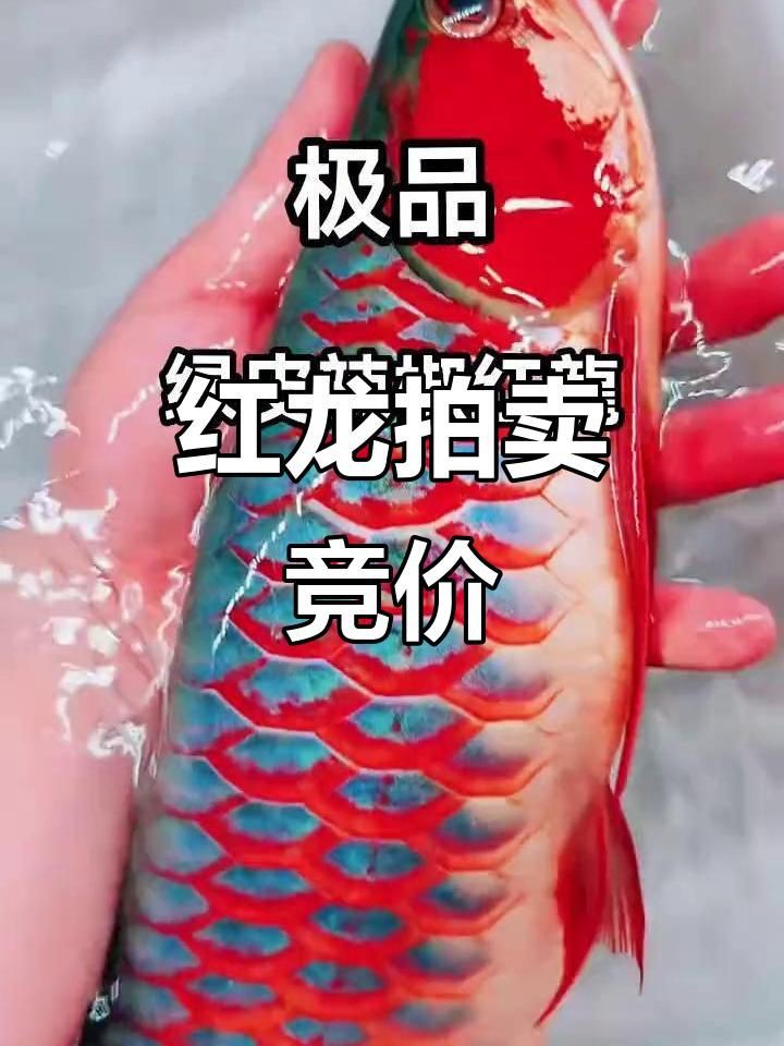 綠皮紅龍價格，9號綠皮紅龍到底啥樣的嗶哩嗶哩嗶哩嗶哩嗶哩紅龍鑒賞